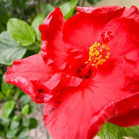 Διαμέρισμα Central With A Garden *